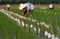 农业蜜桃AV片下载设备配置